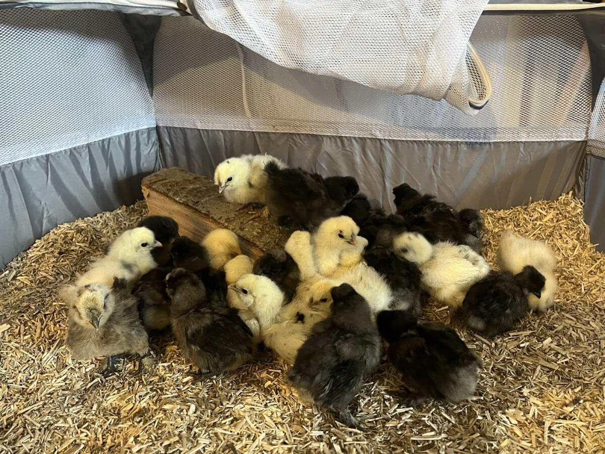 Seidenhuhn Kücken und Bruteier 2