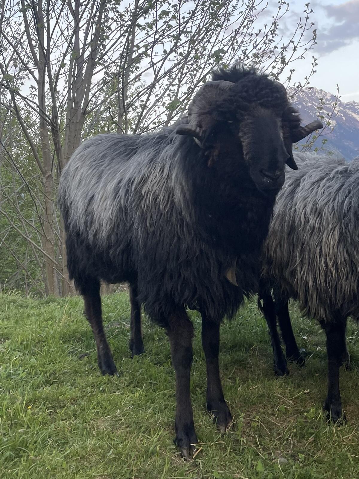 Verkaufe Tiroler Steinschaf Widder 2