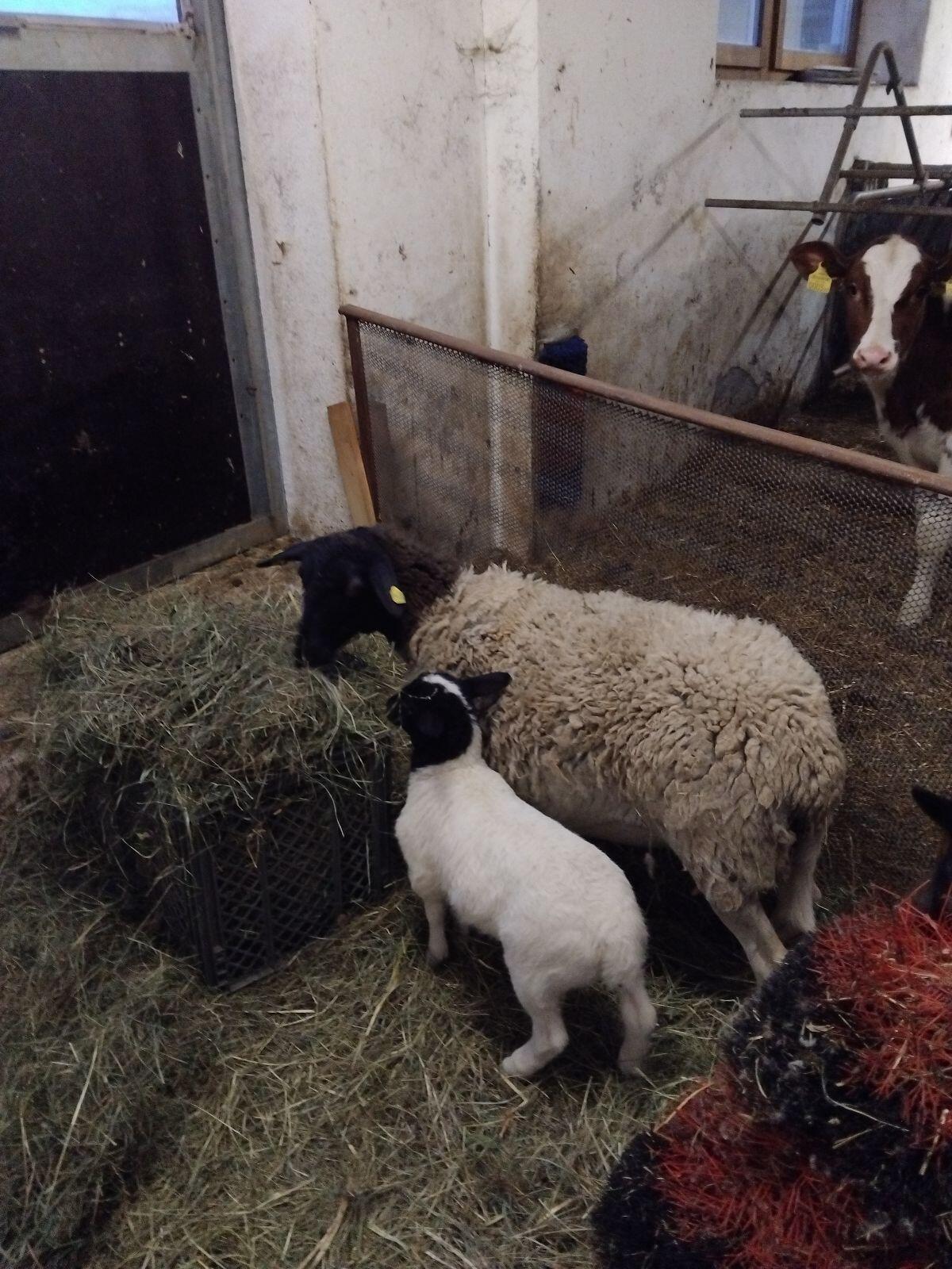 Verkaufe Bio Dorper Schafe 2