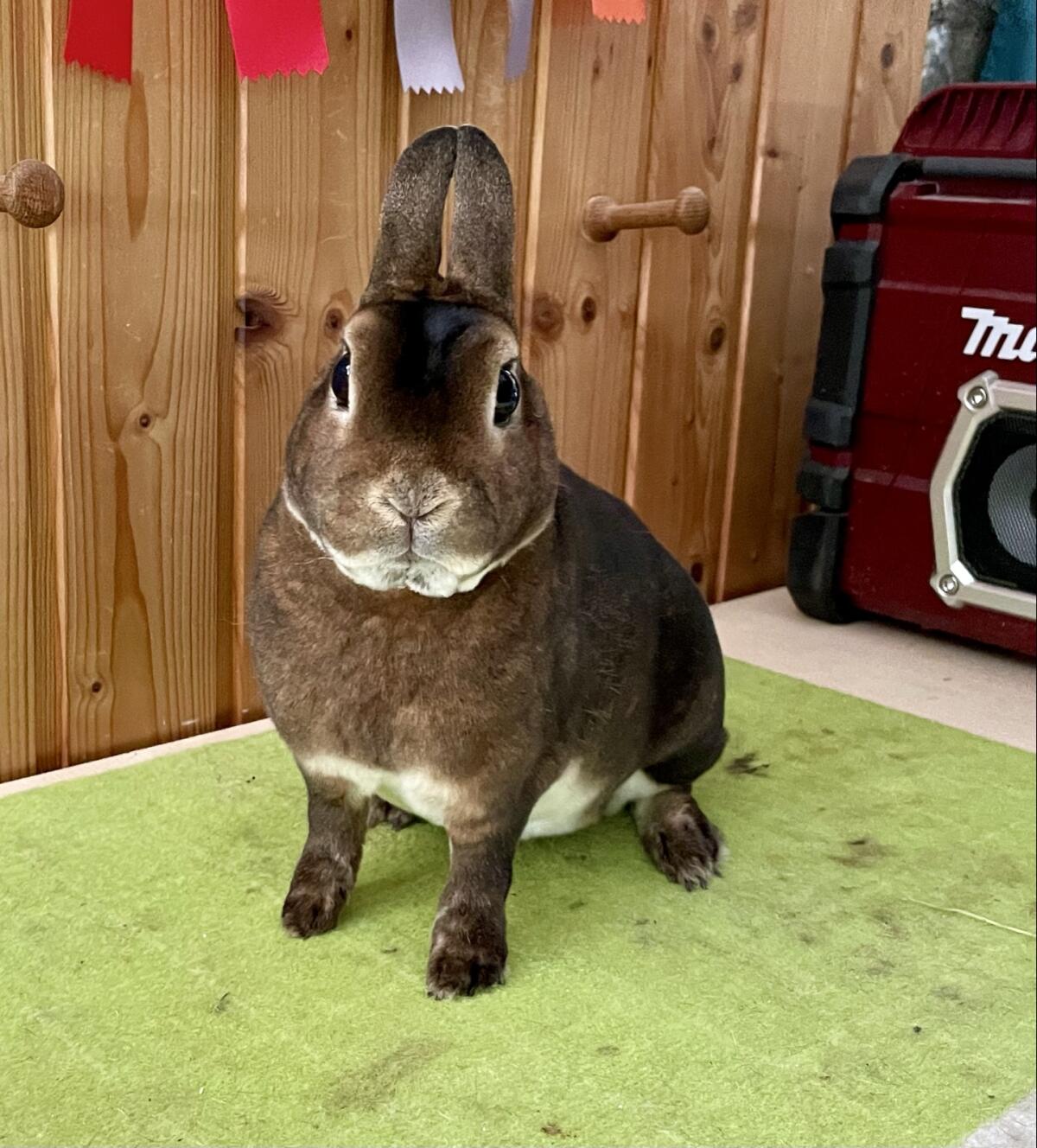 Kastrierter Zwerg Rex castorfarbig 2