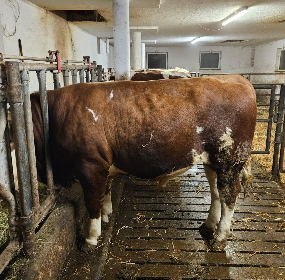 Fleckvieh Sprungstier 2