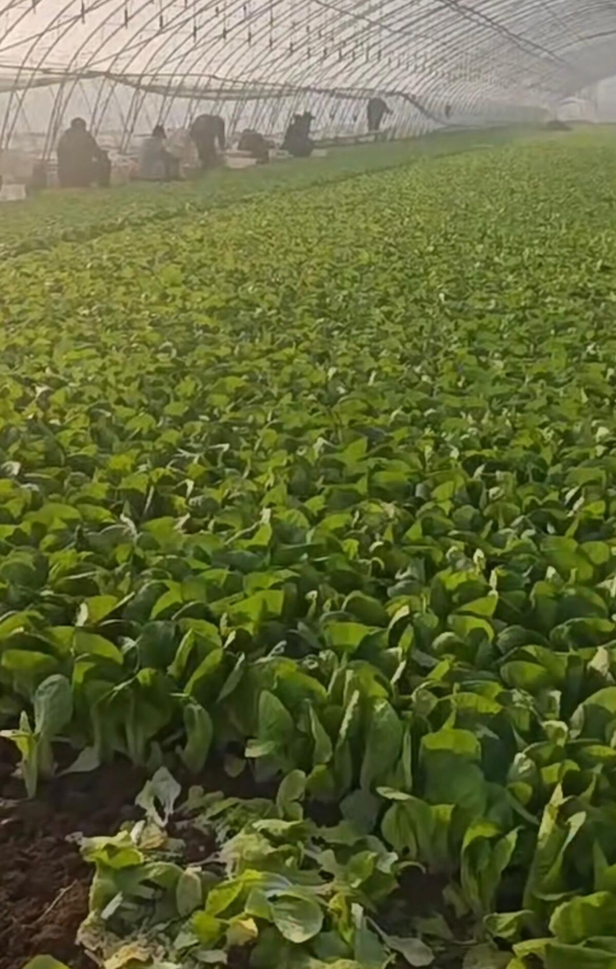 Motivierte Saisonkräfte aus China für Ihren Betrieb 2