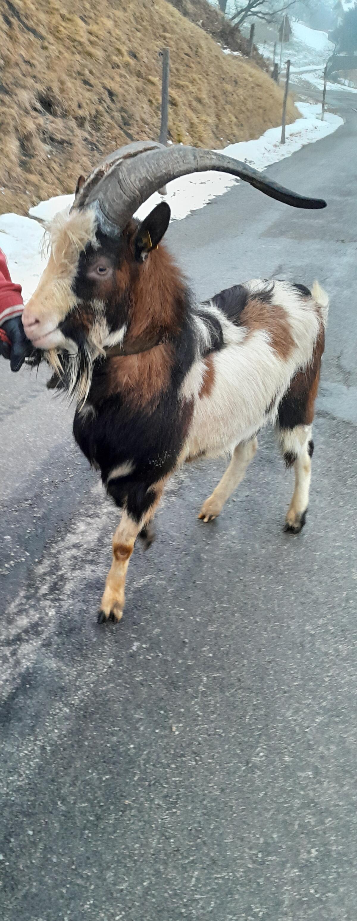 Tauernschecken Bock zu verkaufen 3