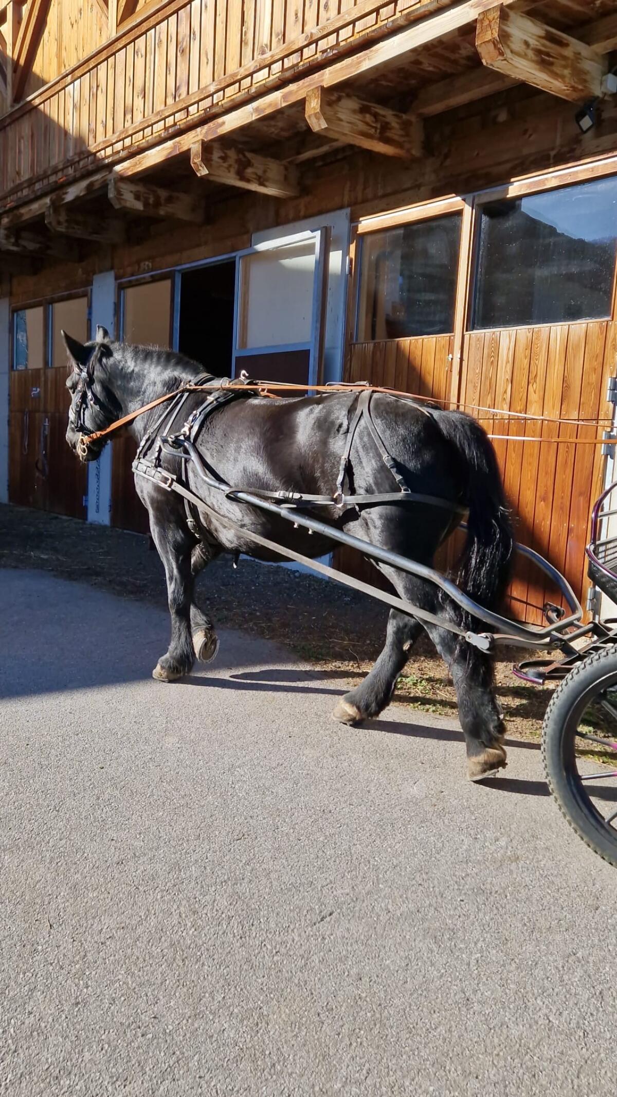 14-jährige Noriker Rappstute zu verkaufen 2