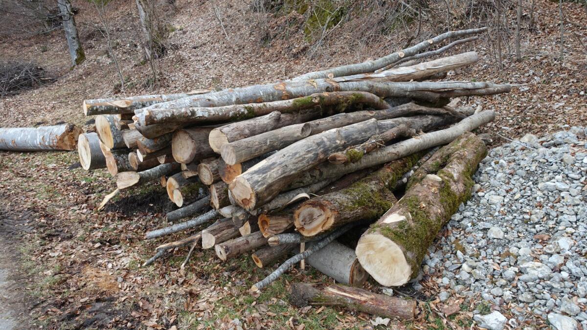 Rundholz Stämme Buche, Esche, Ulme Nutz- bzw. Brennholz 3