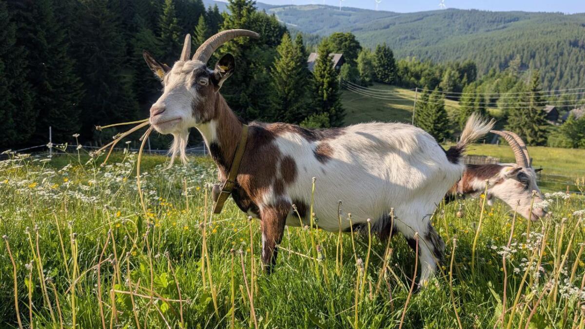 2 Tauernscheckenziegendamen ohne HB 2