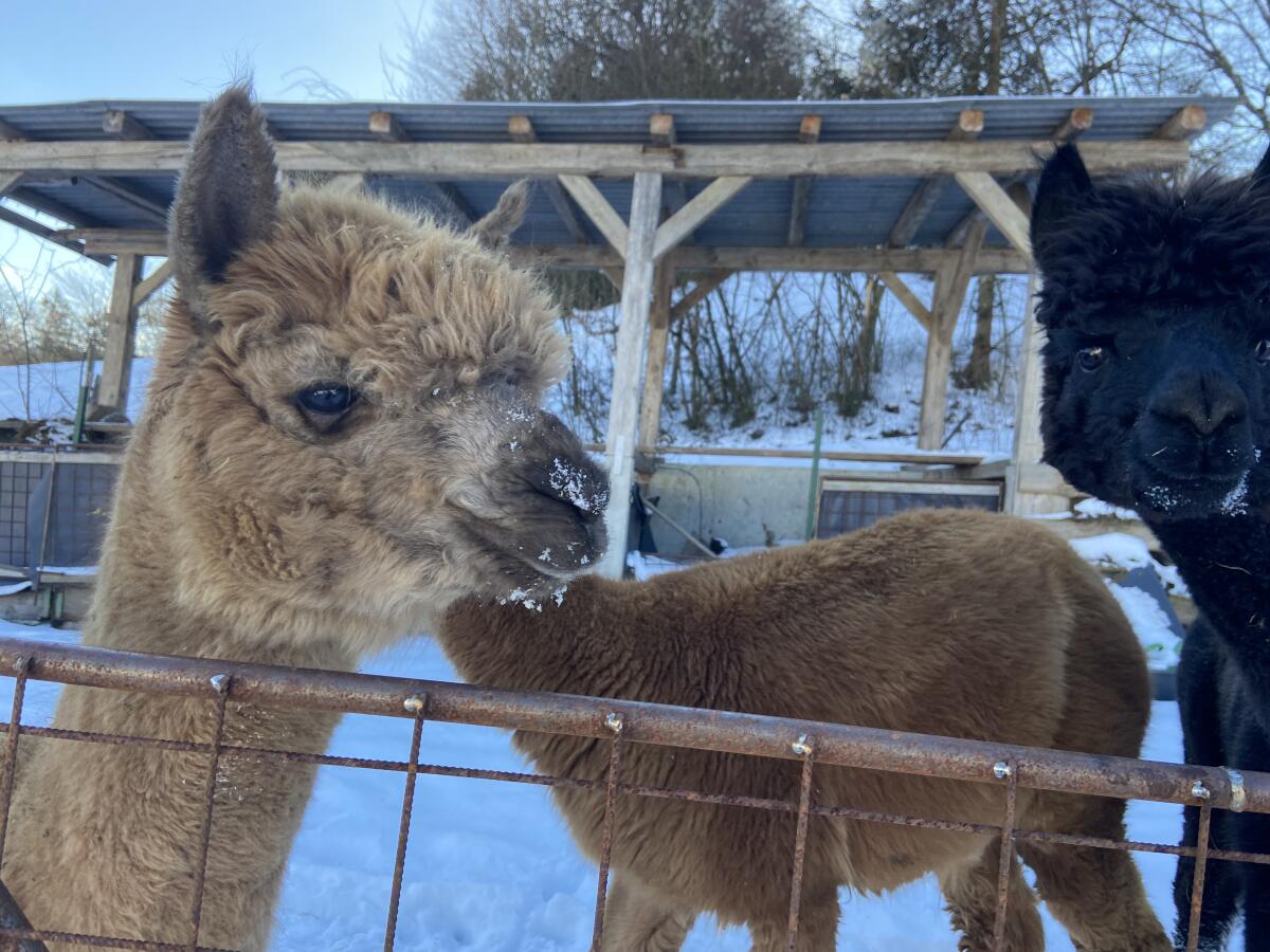 Alpakastuten 3