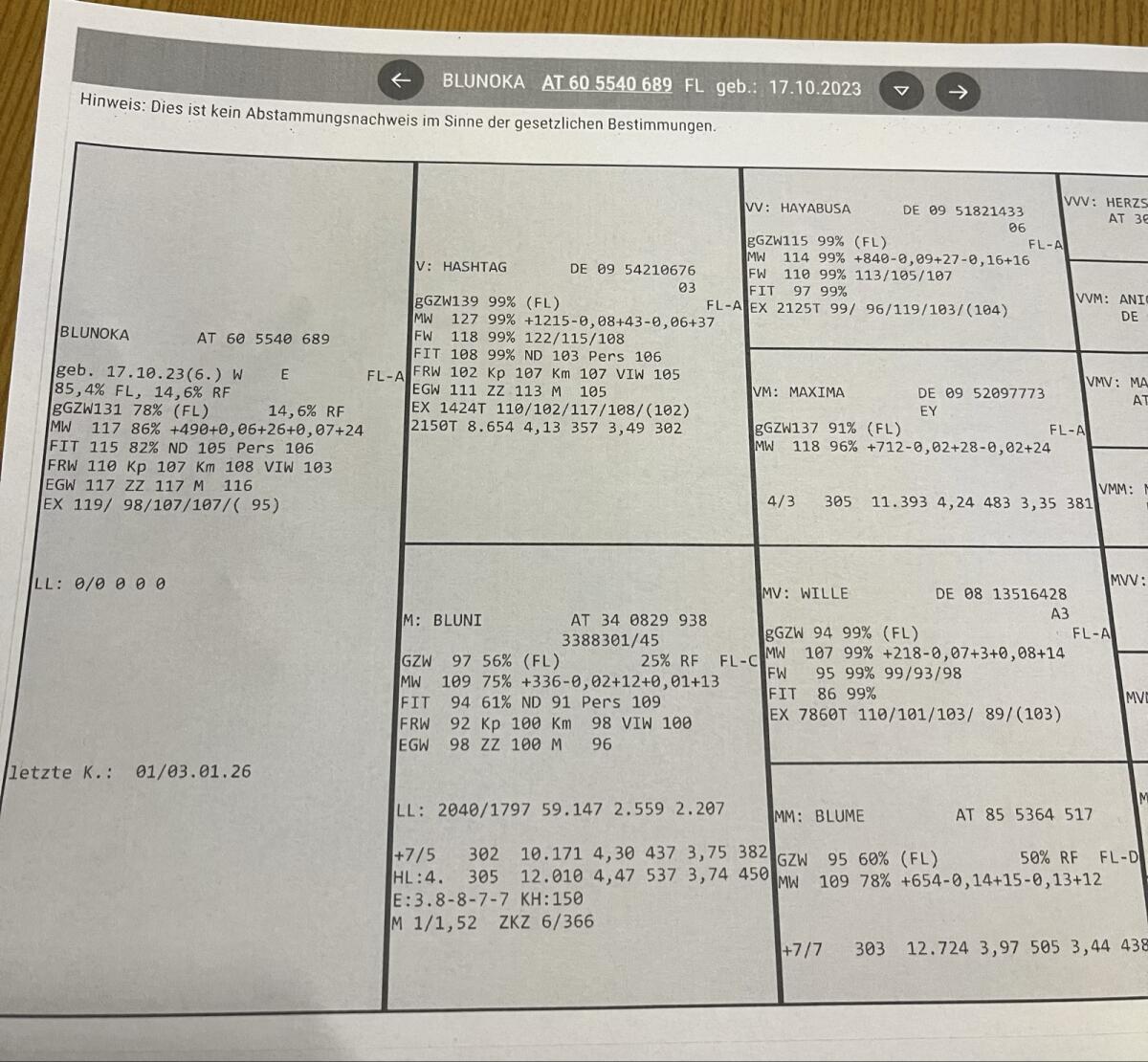 Jungkuh/Fleckviehkuh 3