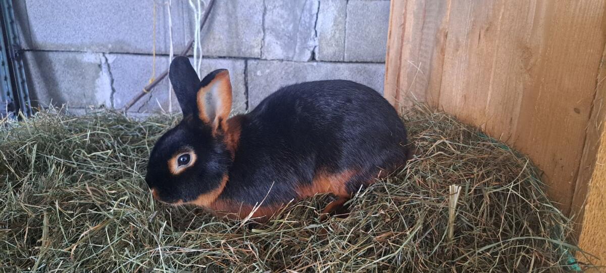 Loh Kaninchen Rammler 2