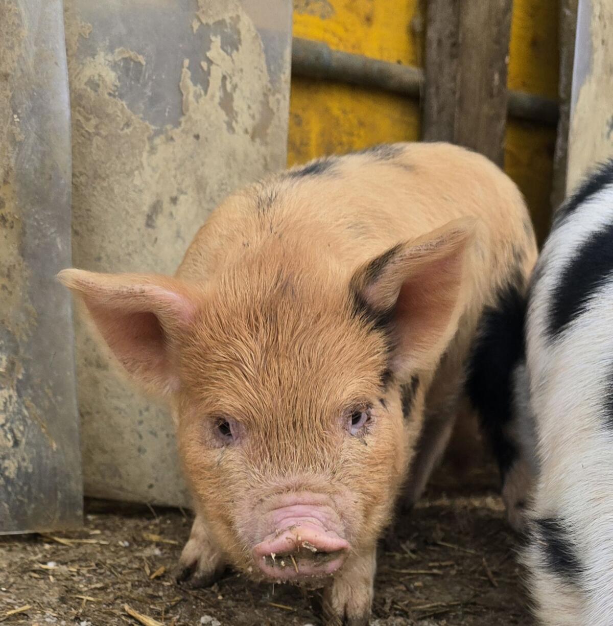 Kune Kune Ferkel 3