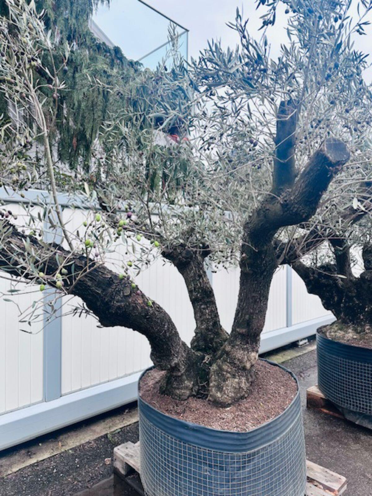 3-fach XL Olivenbaum Urlaub für zu Hause 3