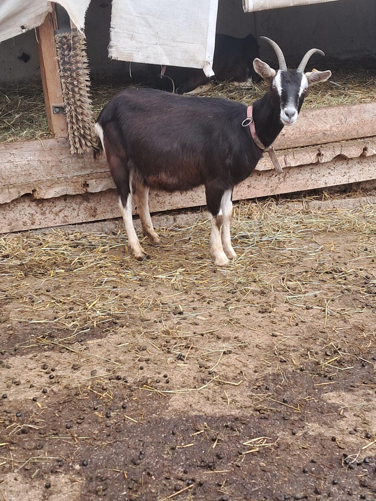Bündner Strahlenziege 3