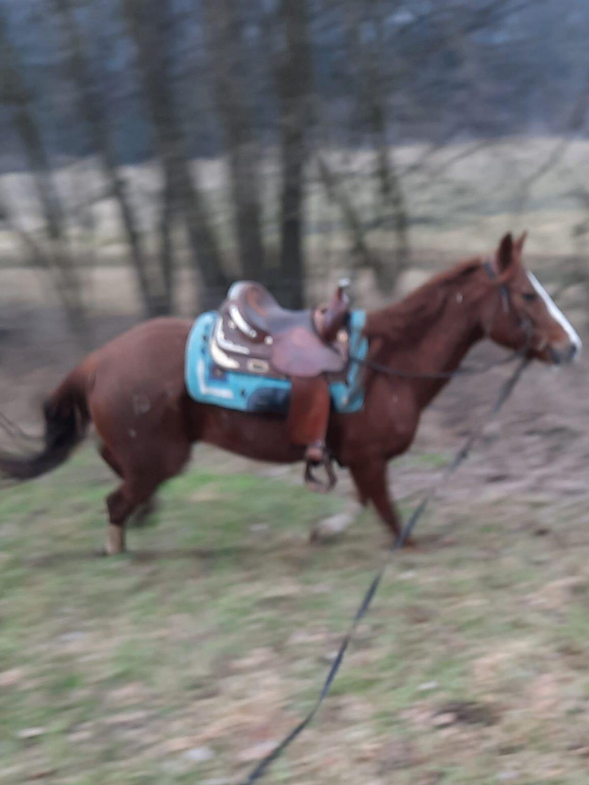 Quarter Horse Stute 3