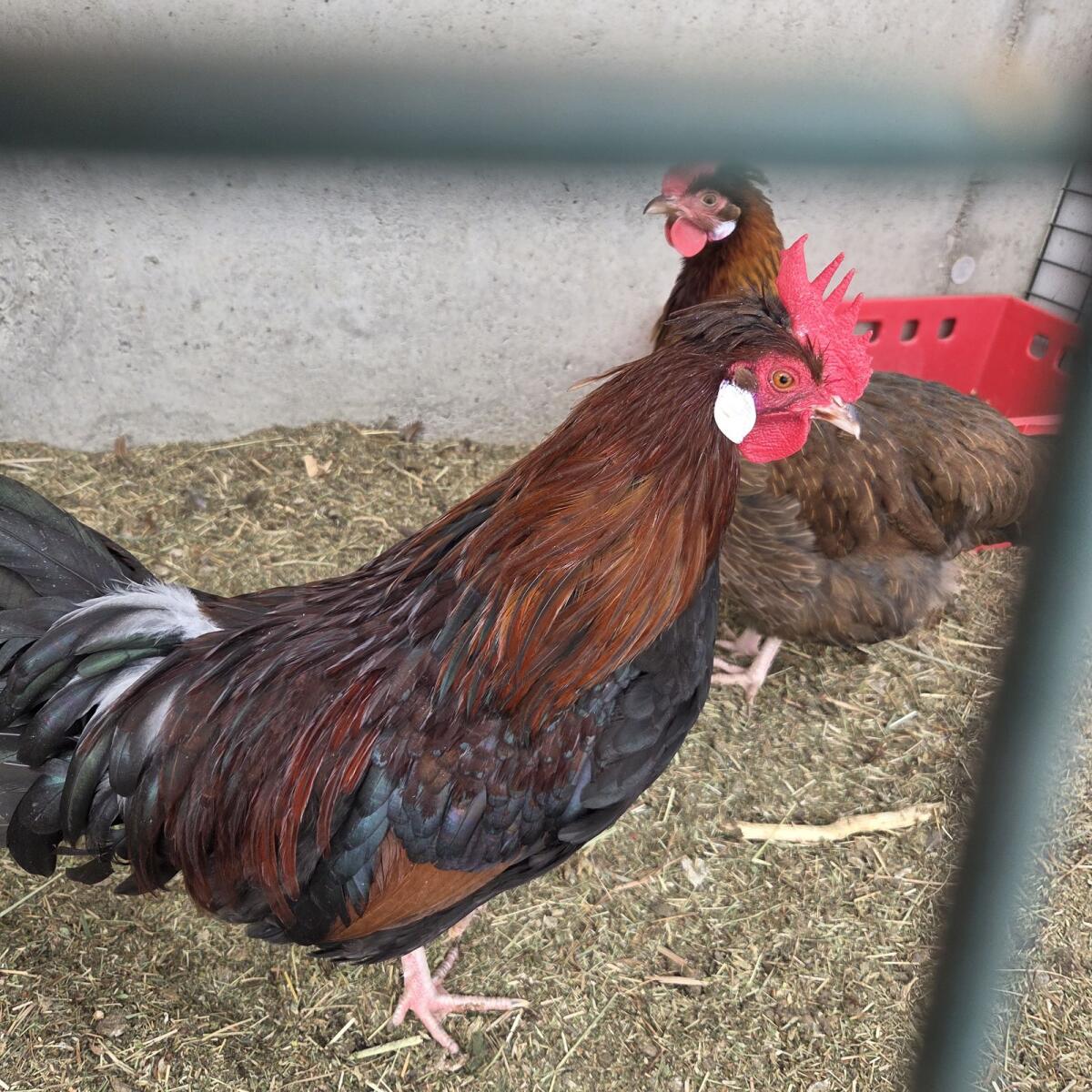 2× Altsteirer Jung-Hahn 2