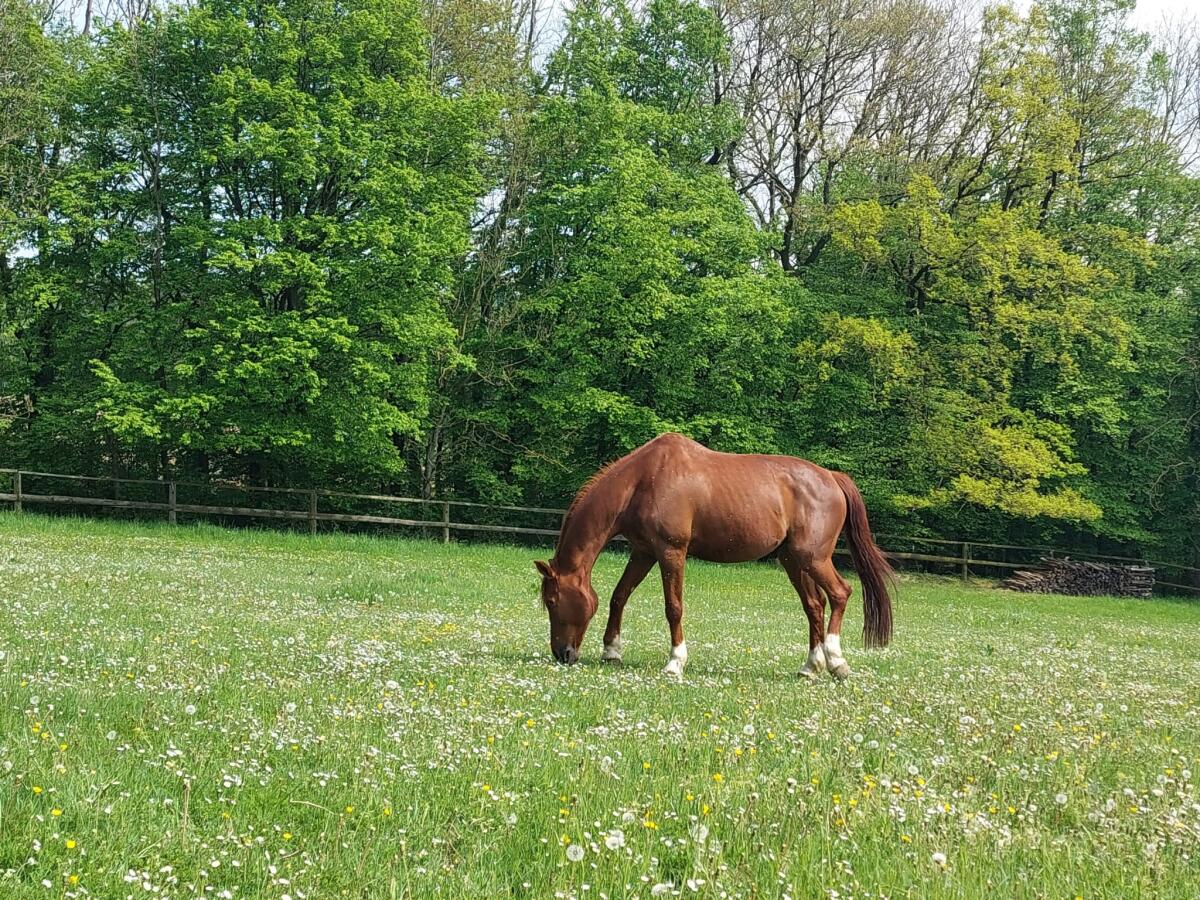ÖWB-Wallach: Professor sucht Bestplatz 3