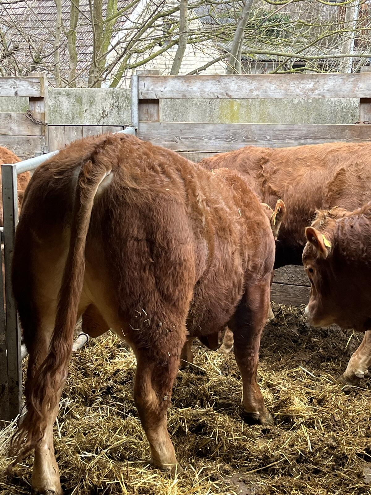 Limousin Stier 2
