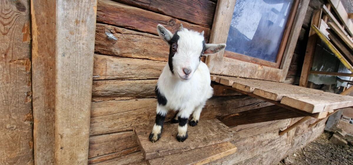 Mini Zwergziegenböcke 2