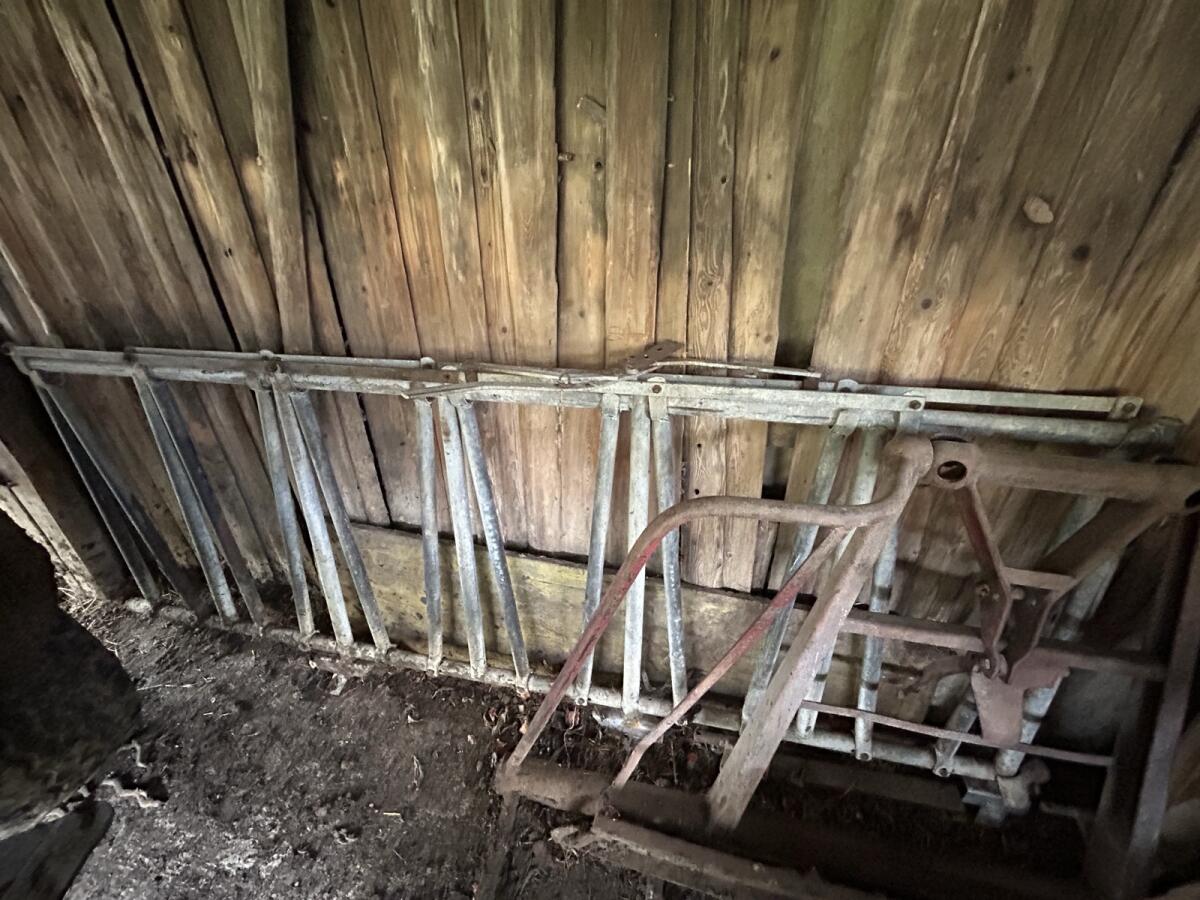 Jungvieh Fressgitter 2