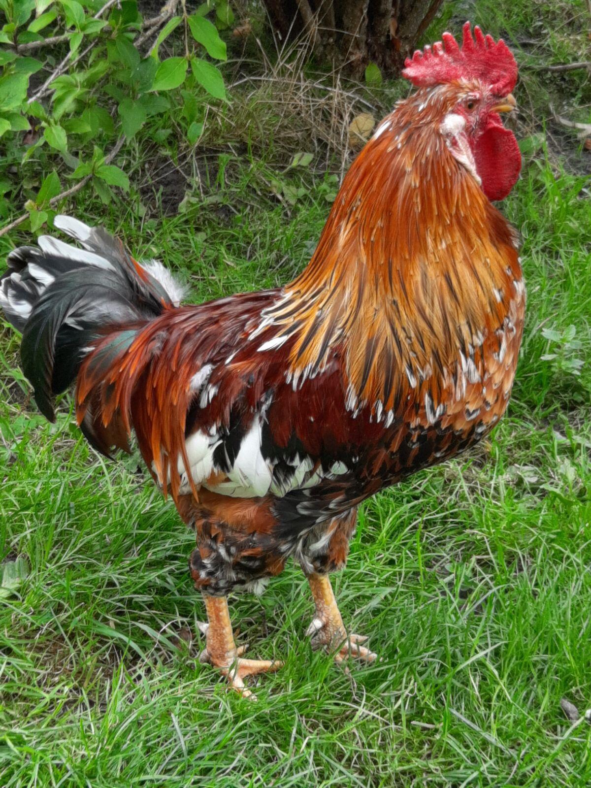 Hähne reinrassig und Mix-Hähne 2