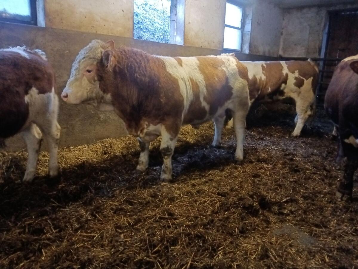 Zwei genetisch hornlose Fleckvieh Fleischzuchttiere 3