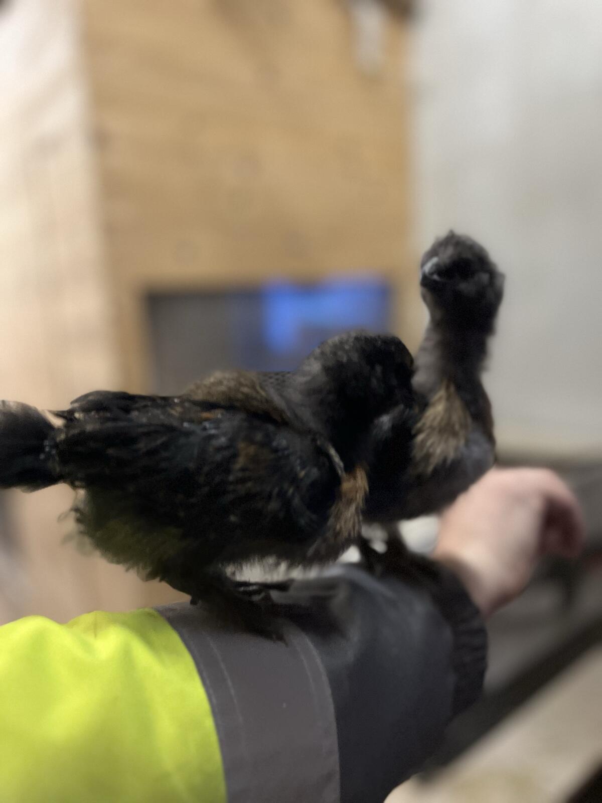 Seidenhühnerkücken 2