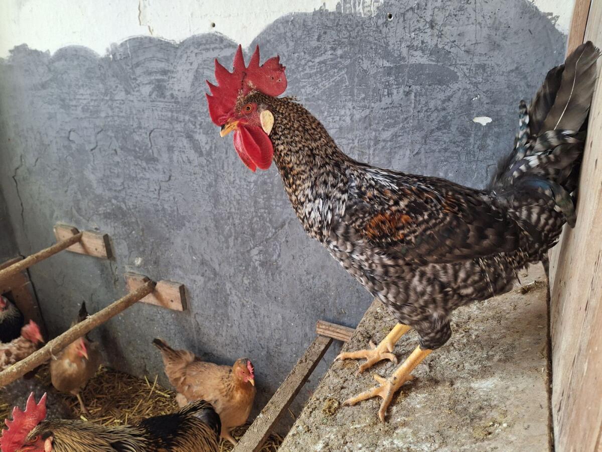 Hahn zu verschenken 2