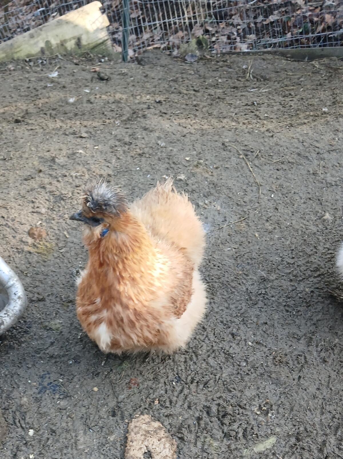 Sulmtaler- und Seidenhühner-Bruteier 3