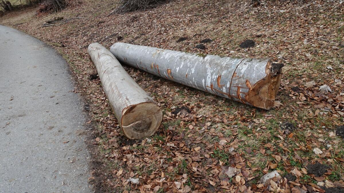 Rundholz Stämme Buche, Esche, Ulme Nutz- bzw. Brennholz 2