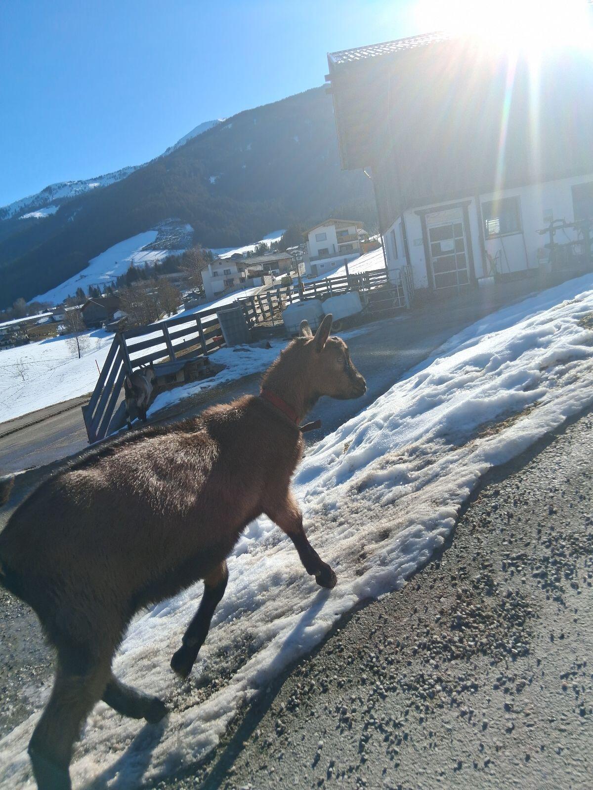 Genetisch Hornloser Ziegenbock 2