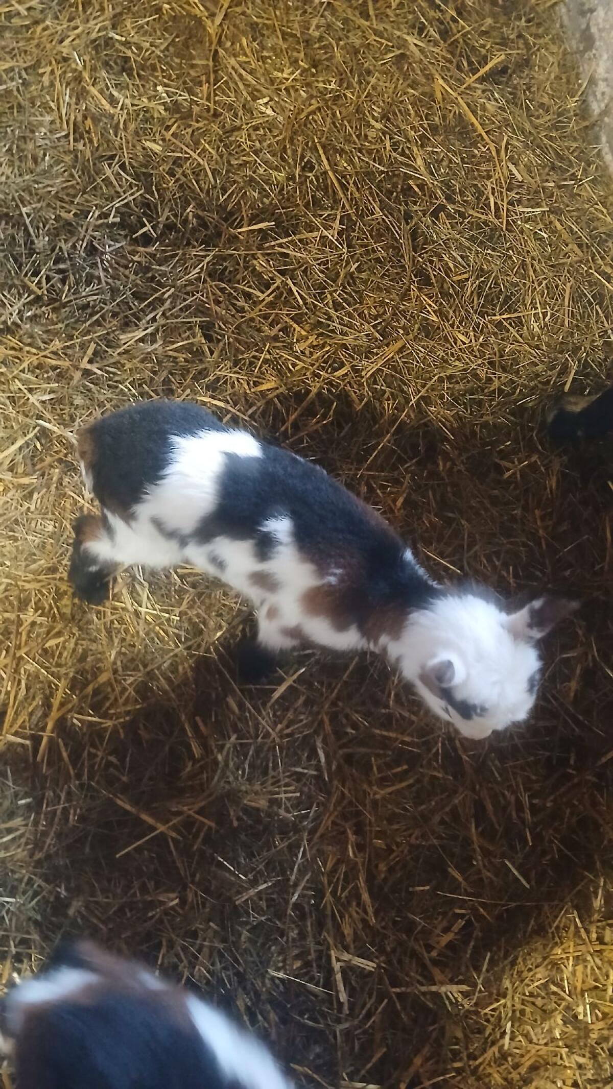 Verkaufe ein Weibliches Tauernscheckenkitz 2