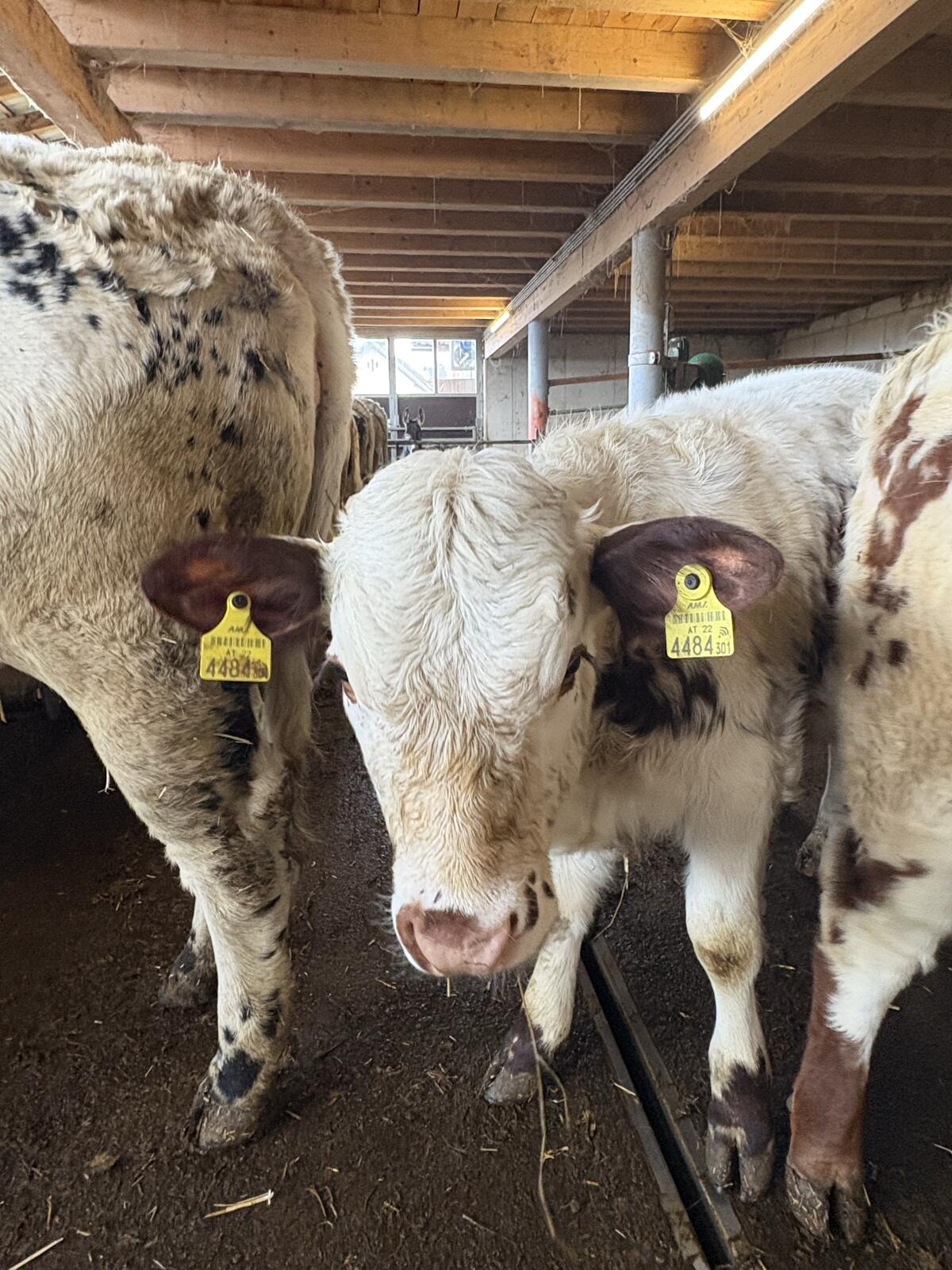 Pustertaler Sprintzen Kalbin Bio 3