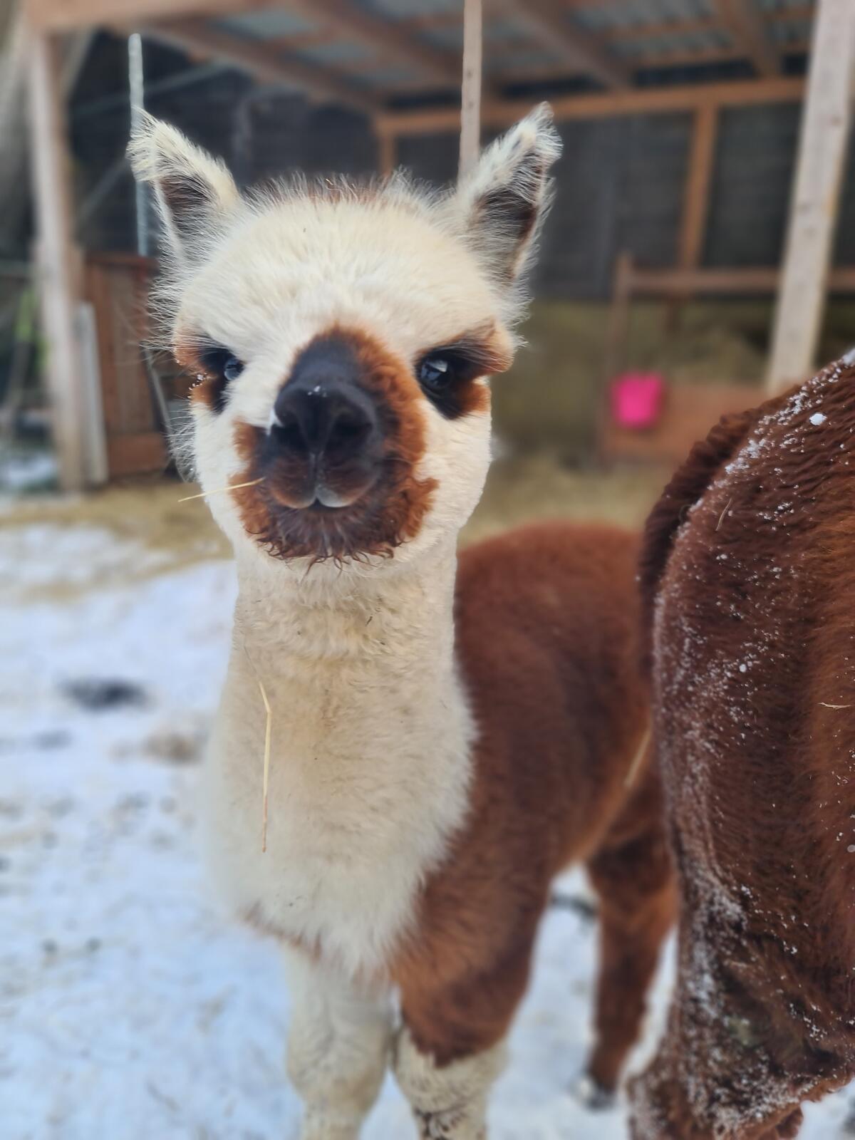 Wunderschöne Alpakas und Wooly Lamas zu verkaufen 3