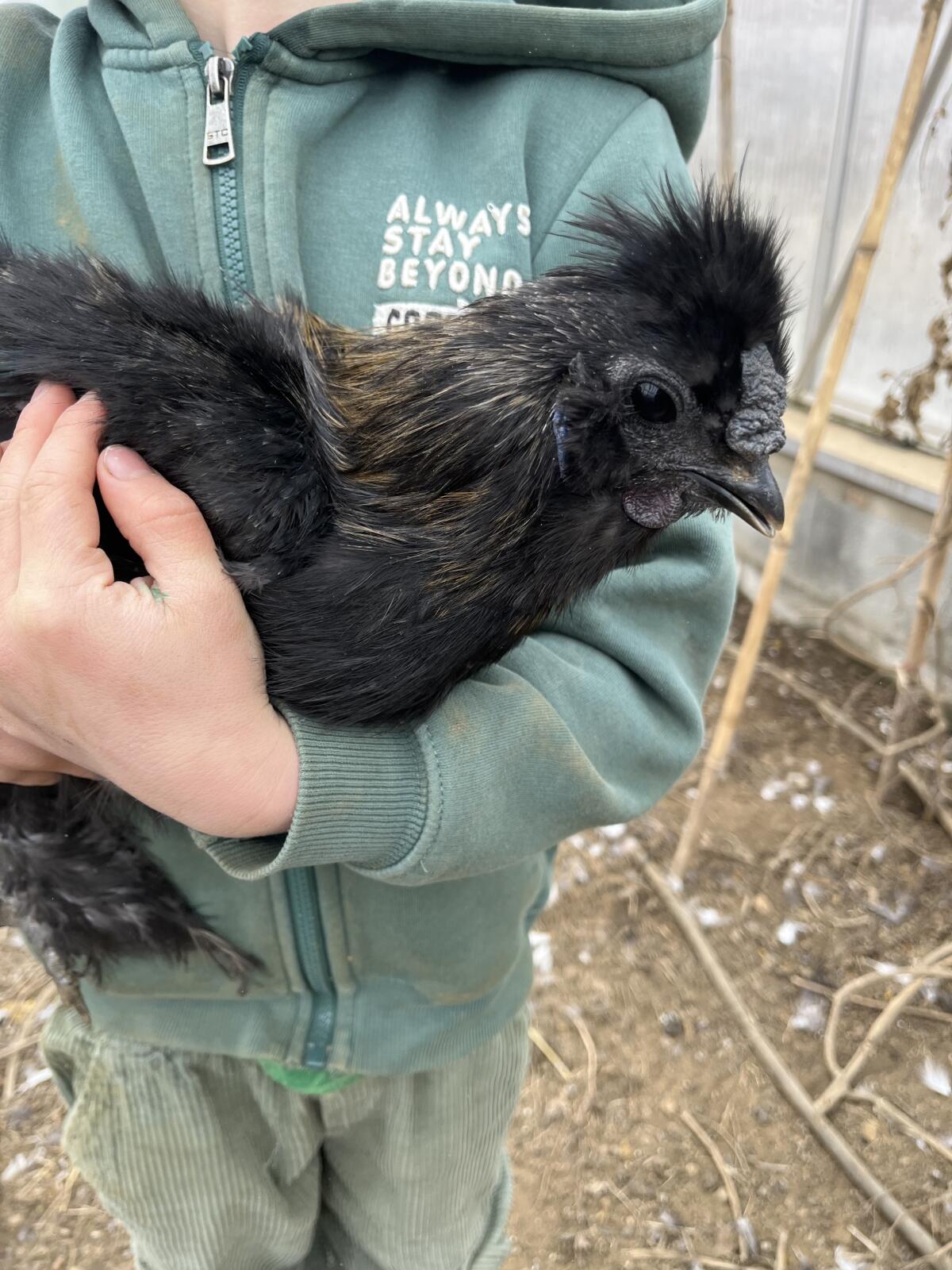 Seidenhuhn, Seidenhähne zu verschenken 2