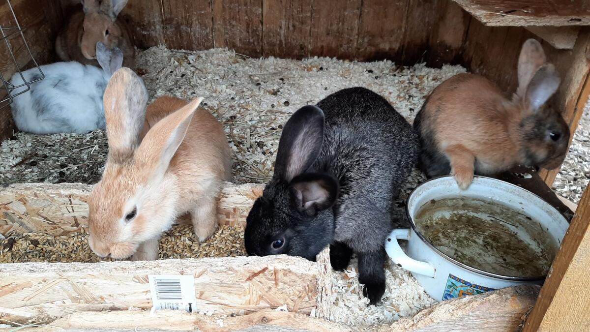 Japaner Mix Kaninchen 3