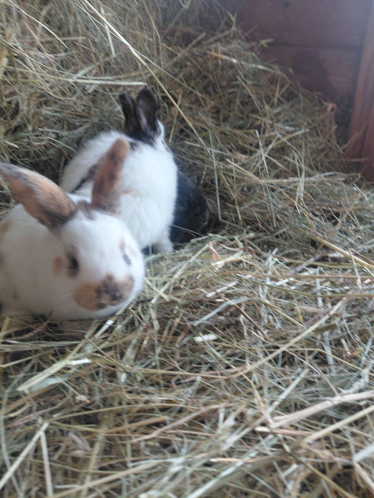 Dreifarbenschecken 3