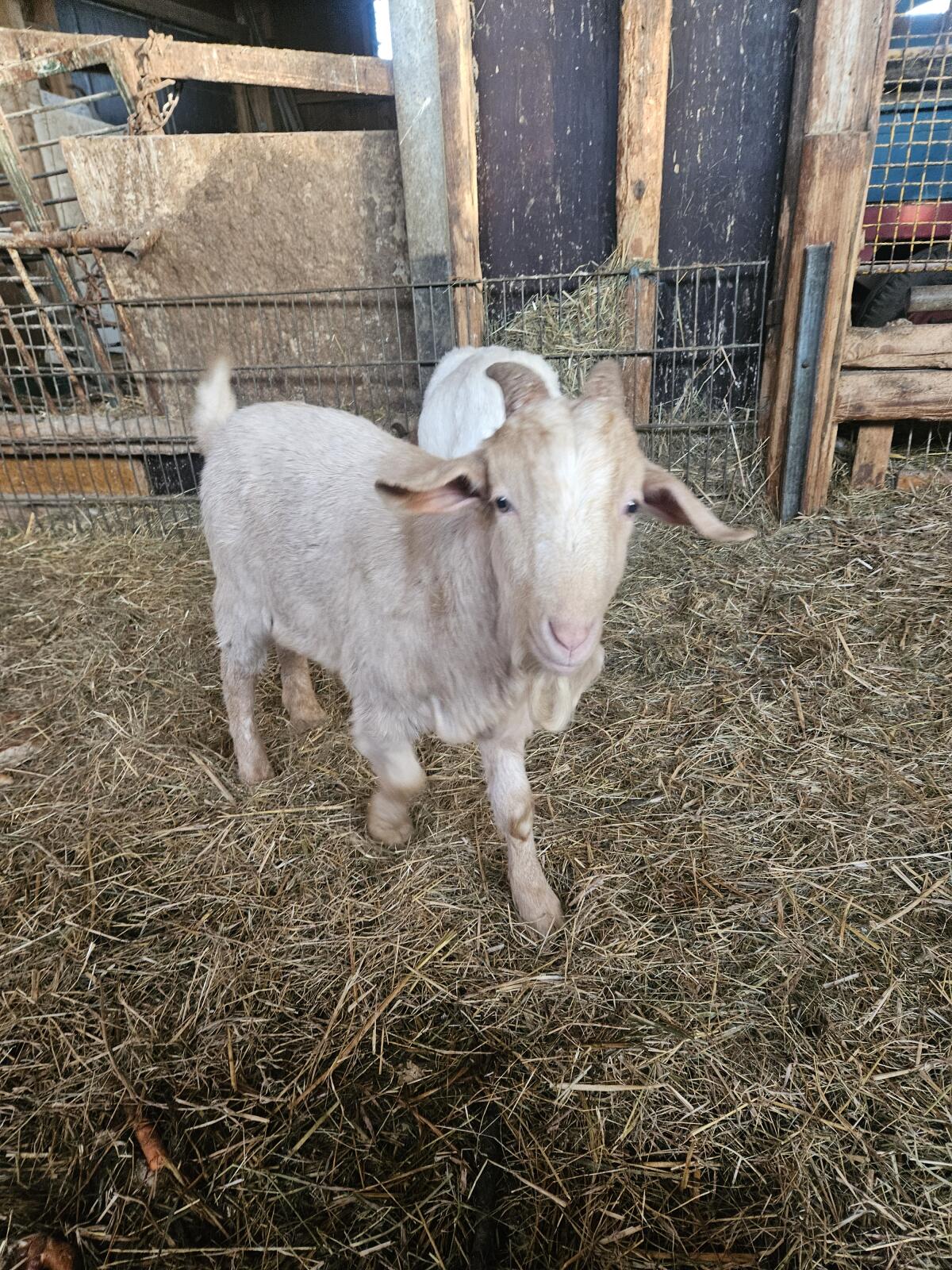 Ziegenbock handzahm 3