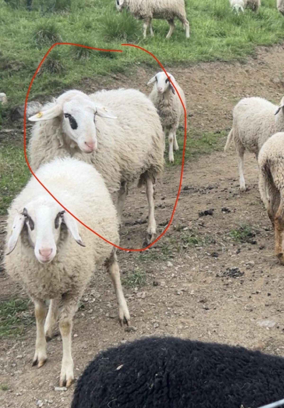 1b kärntner brillenschafwidder 2