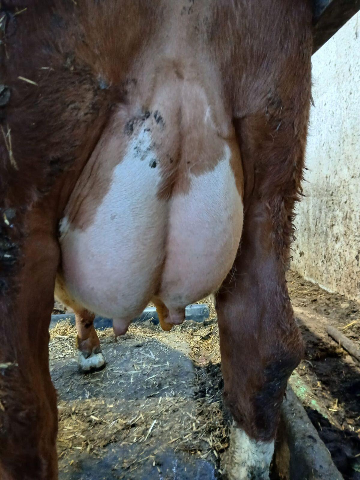 Fleckvieh Erstlingskuh 2