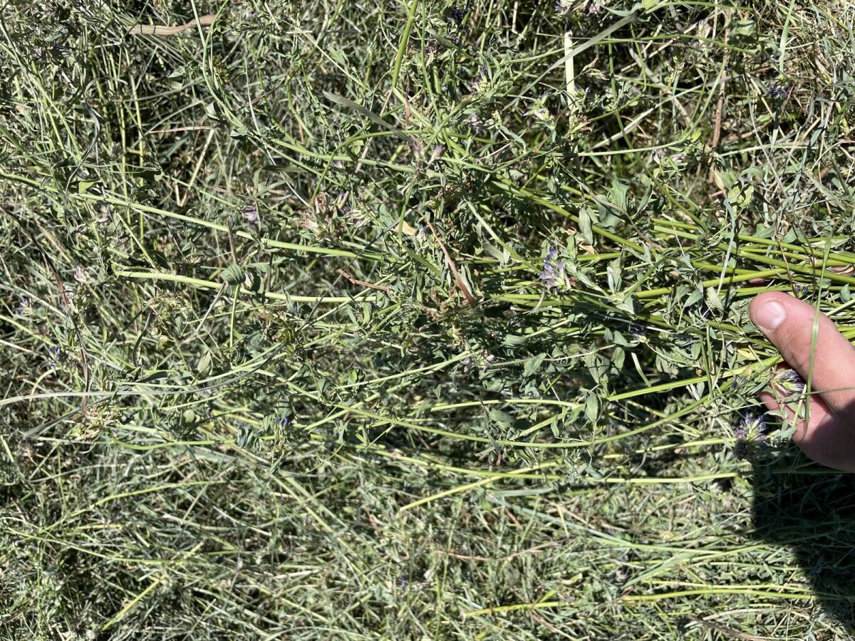 Luzerneheu Warmluftgetrocknet 3