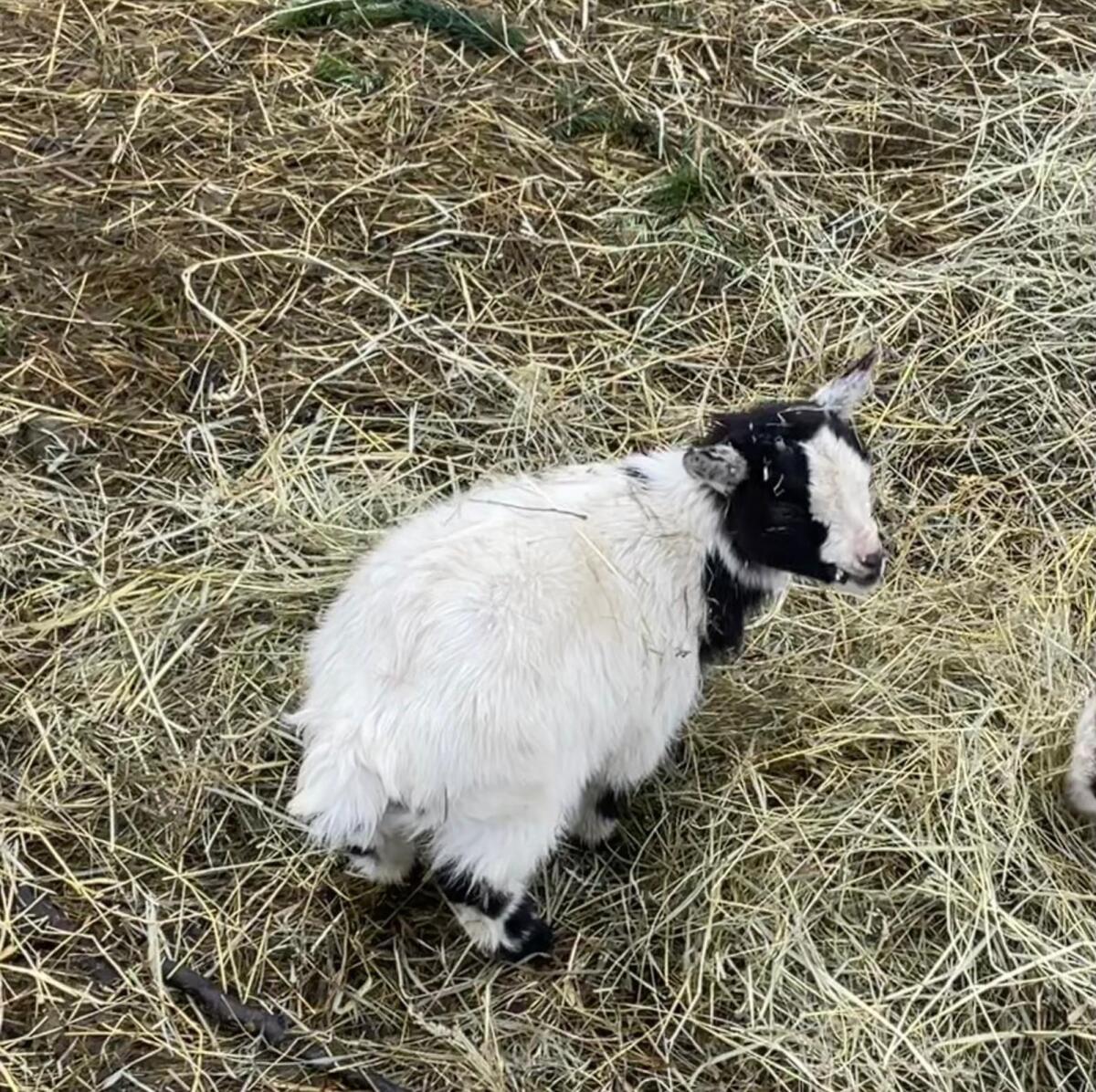 Zwergziege weiblich13 2