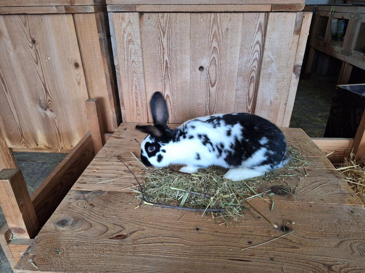 Verkaufe Kaninchen Rammler 3