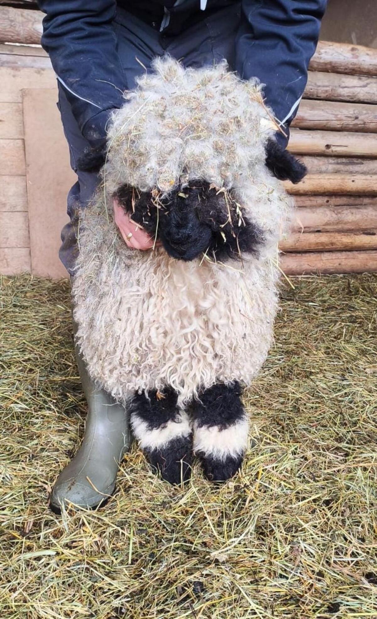 Walliser Schwarznasen Lämmer Bio Weiblich 2