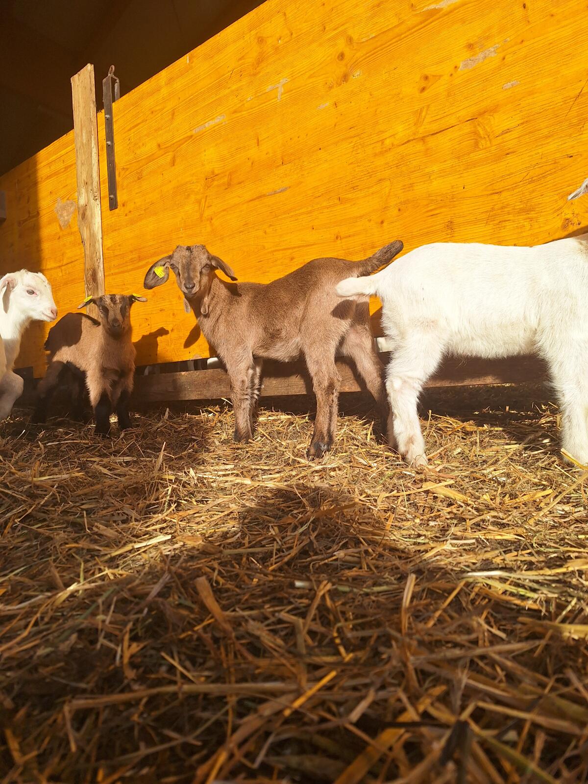 Saane x Anglo Nubier Ziegenkitzböcke 3