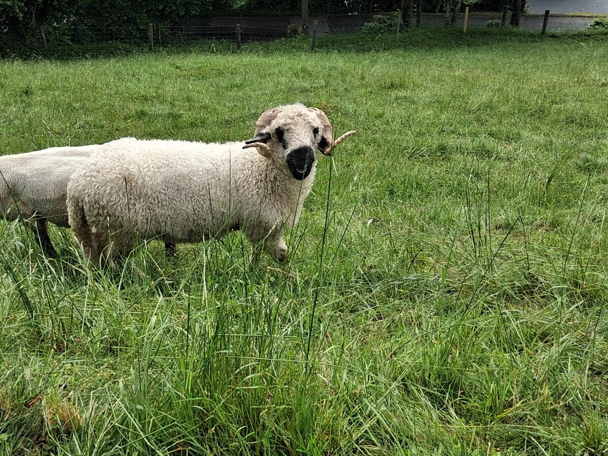 Walliser Schwarznasenschafe 2