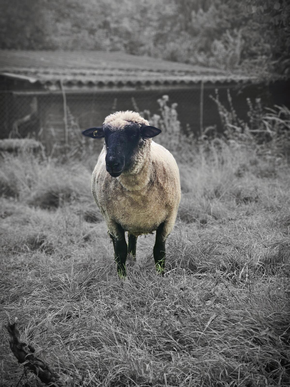 Schafe suchen Herzensmensch 3