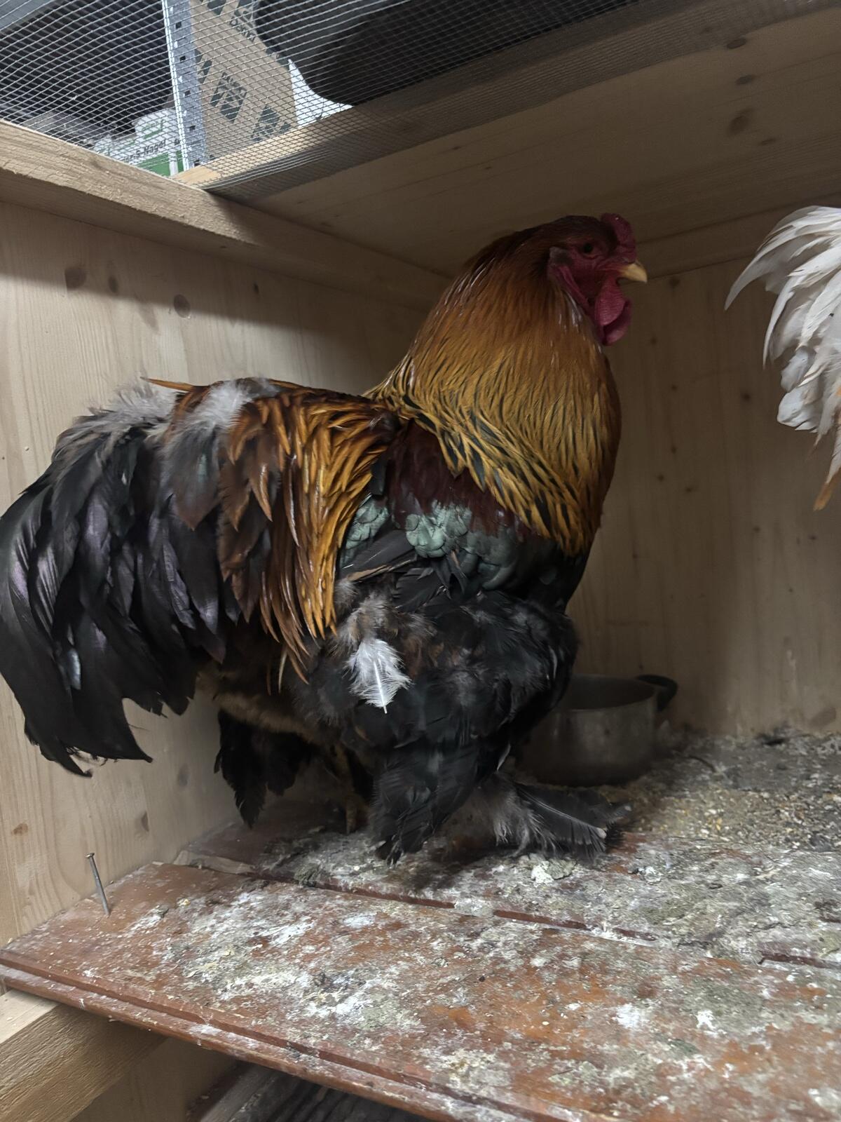 Brahma Hahn Rebhuhnfärbig 3