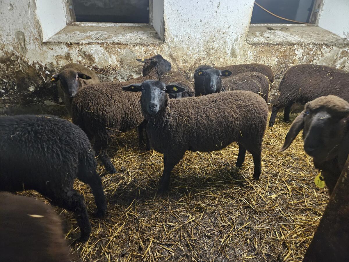 Jura Jungschafe deckfähig und Muttertiere 2