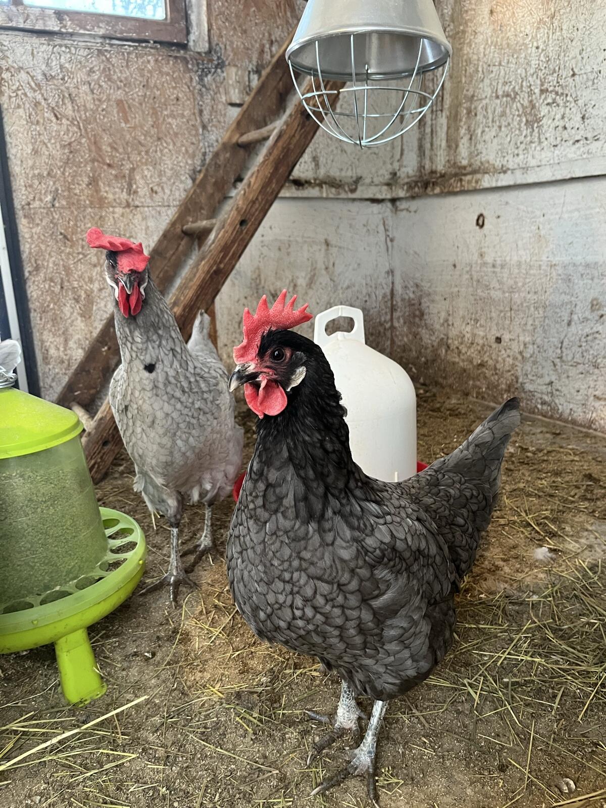 Bresse Gauloise Bleu Tagesküken 3