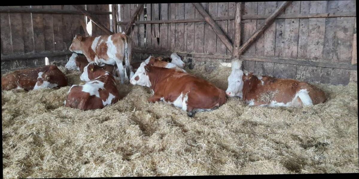 BIO Aufzuchtbetrieb Kalbinnen 3