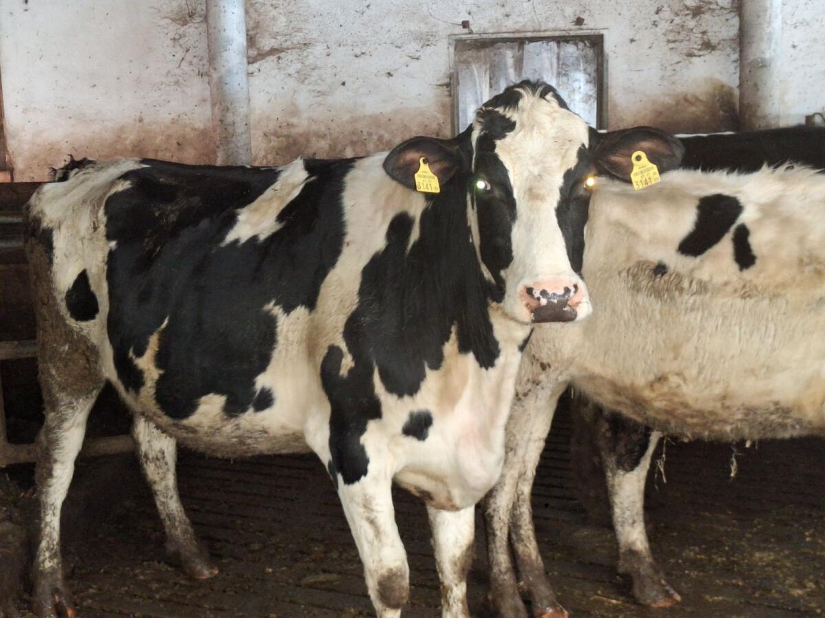 Hochträchtige Bio HF Kalbin zu Verkaufen 3